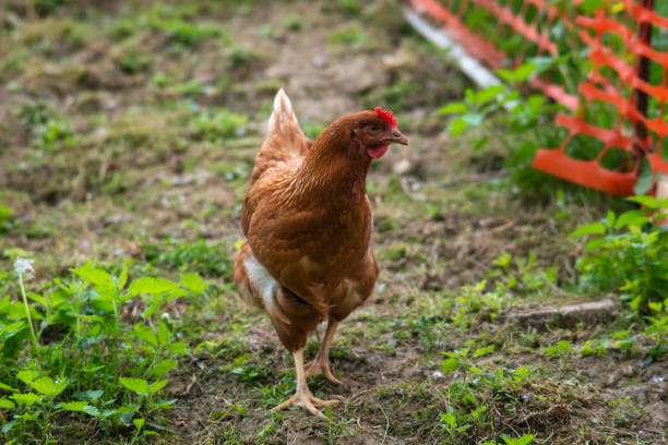 istock hen grazing freely in the field 1222709610
