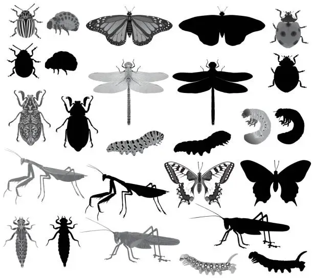 Vector illustration of Insects silhouette and black-white