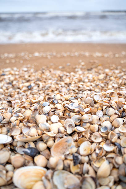 istock Sea wave running towards the coast from small shells in Skane, Sweden 1222711086