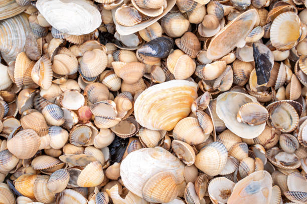 istock Small shells background in Skane, Sweden 1222711610
