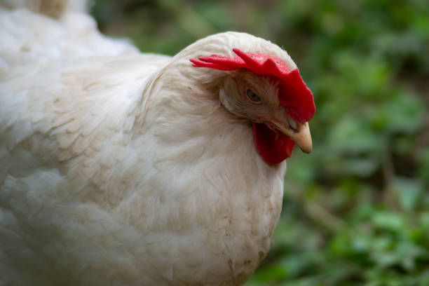 istock hen grazing freely in the field 1222711994