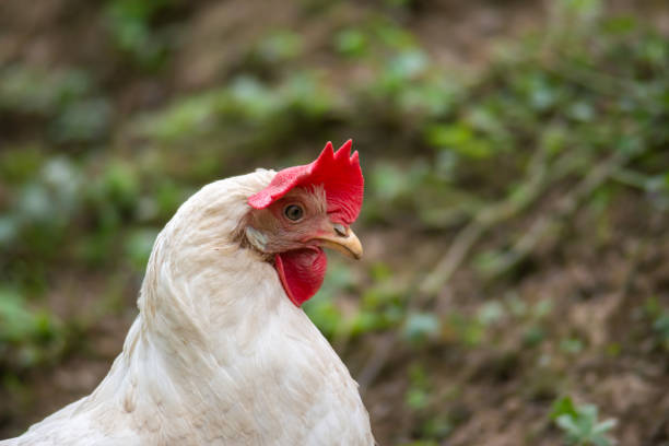 istock hen grazing freely in the field 1222712258