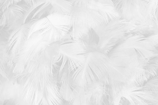 Hermoso blanco colores grises tono de textura de pluma fondo photo