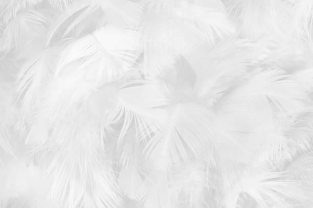 istock Beautiful white gray colors tone feather texture background 1222712397