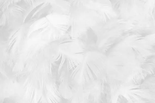 Photo of Beautiful white gray colors tone feather texture background
