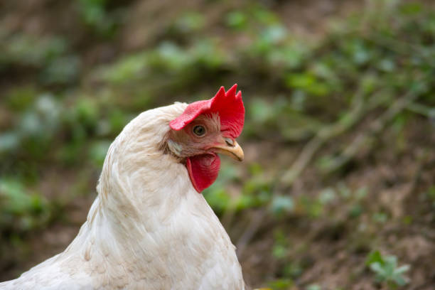 istock hen grazing freely in the field 1222713739