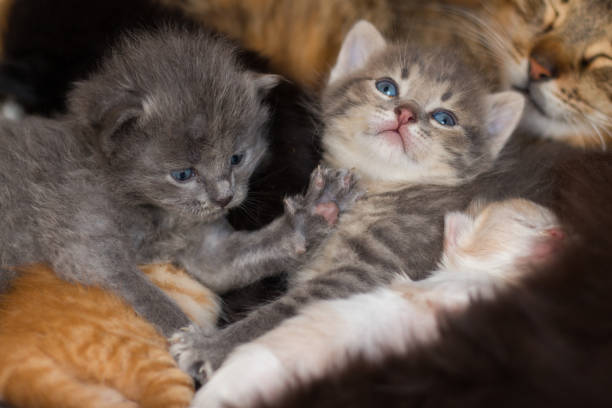 istock homeless little fluffy gray kitten with blue eyes 1222714894