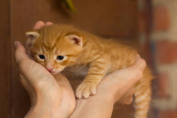 istock homeless little fluffy gray kitten with blue eyes 1222714920