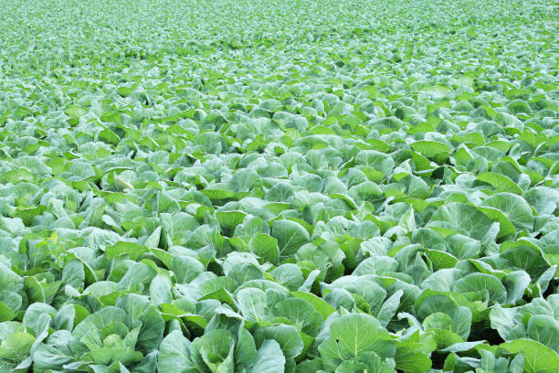 Cabbage field. Famous for cabbage cultivation in karuizawa,japan.