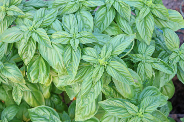 istock Organic basil in the kitchen garden. 1222716043
