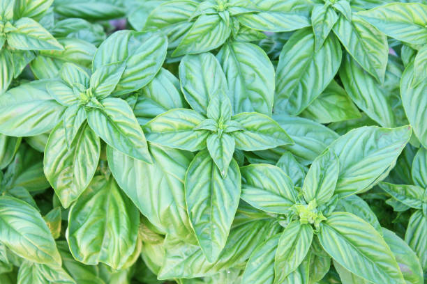istock Organic basil in the kitchen garden. 1222716301