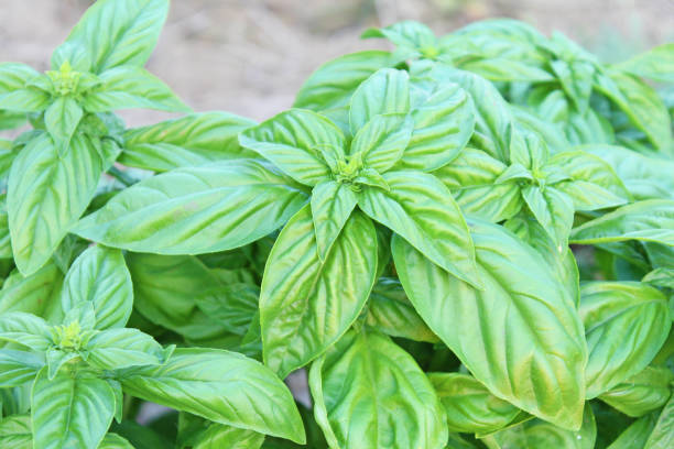 istock Organic basil in the kitchen garden. 1222717087