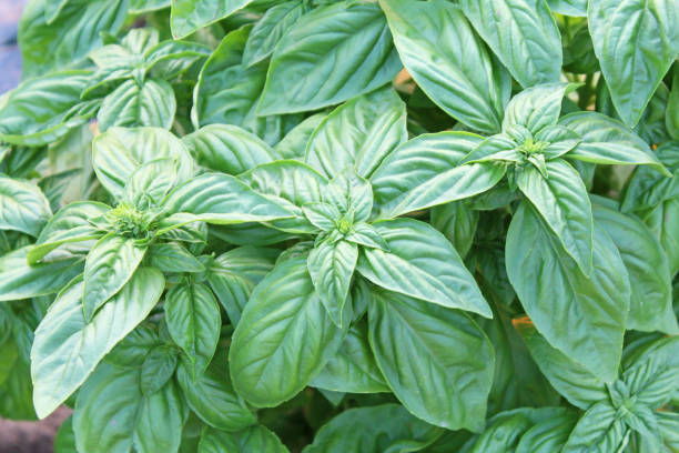 istock Organic basil in the kitchen garden. 1222717673
