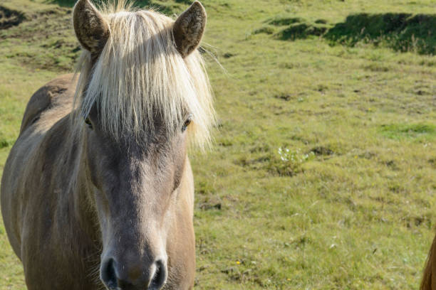 Icelandic horse grazing in grass field in  Iceland during a beautiful summer day. The breed of Iclandic horses is long-lived and hardy.