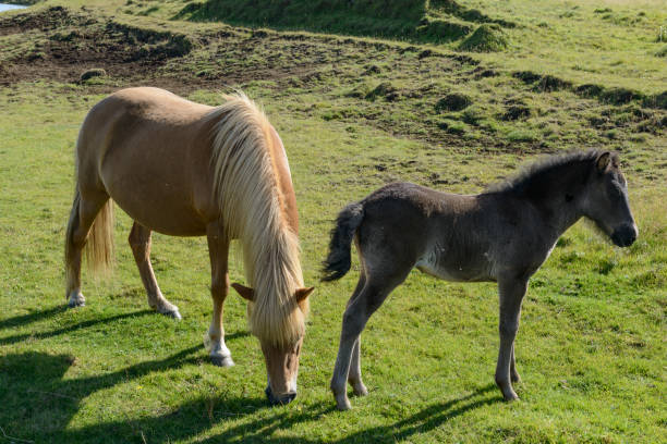 Icelandic horse grazing in grass field in  Iceland during a beautiful summer day. The breed of Iclandic horses is long-lived and hardy.