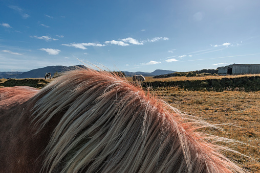 Icelandic horse grazing in grass field in  Iceland during a beautiful summer day. The breed of Iclandic horses is long-lived and hardy.
