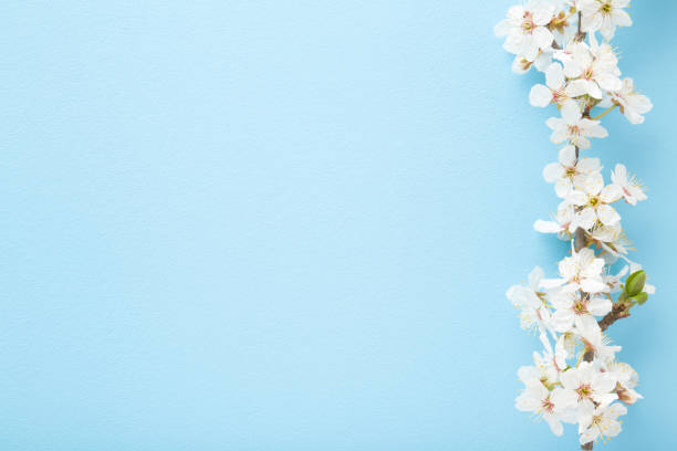 istock Fresh branch of white cherry blossoms on light blue table background. Pastel color. Flat lay. Closeup. Empty place for inspirational text, lovely quote or positive sayings. Top down view. 1222720131