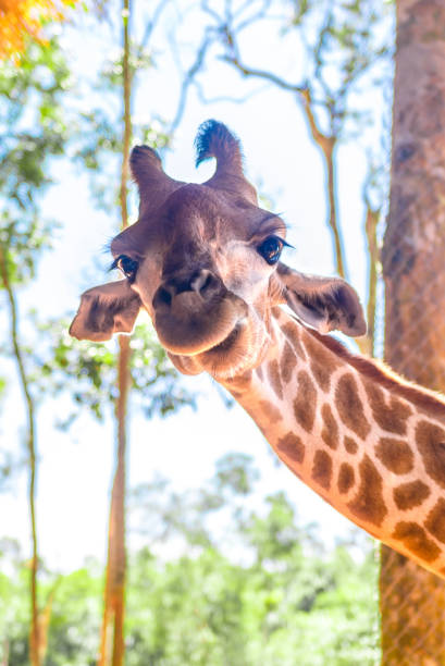 istock long-necked giraffe, beautiful spotted, amazing beast. 1222720644