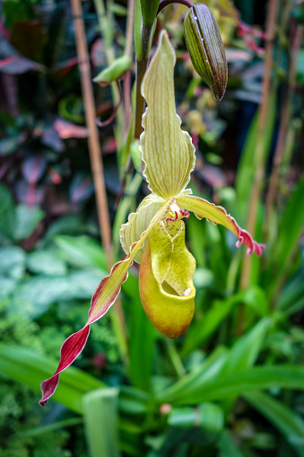 Closeup view of a phragmipedium grande orchid