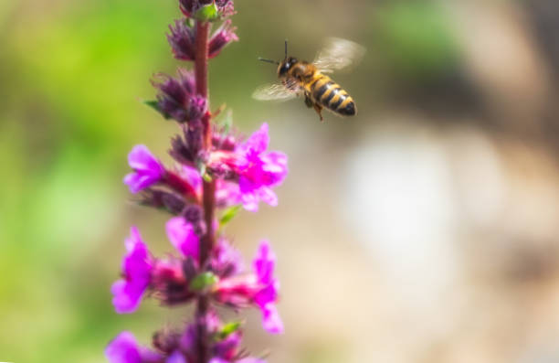 A bee collects nectar from bright purple flowers. Summer Flowering Purple Loosestrife, Lythrum tomentosum or spiked loosestrife and purple lythrum on a green blured background