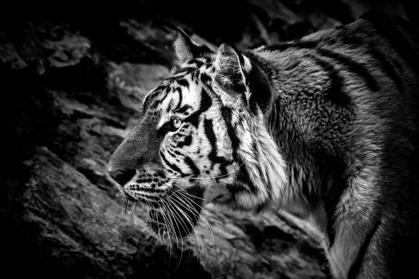 istock Close-up shot of a tiger 1222724867