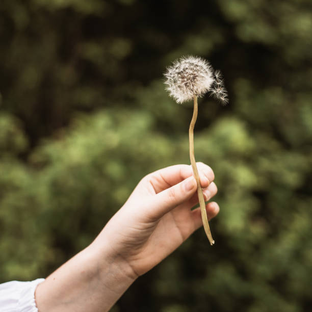 istock Dandelion detail 1222725041