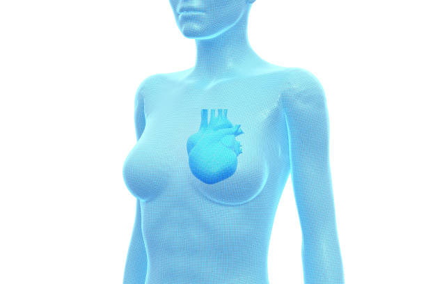 coração, órgão interno, corpo humano feminino, ilustração 3d médica - human heart x ray image anatomy human internal organ - fotografias e filmes do acervo
