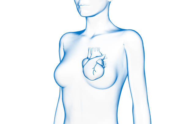 coração, órgão interno, corpo humano feminino, ilustração 3d médica - human heart x ray image anatomy human internal organ - fotografias e filmes do acervo