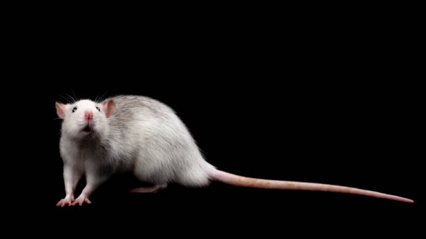 istock Gray rat isolated on dark black background. Rodent pet. 1222725121