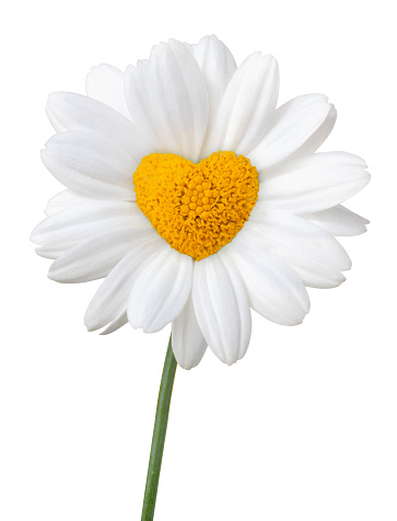 Beautiful white Daisy (Marguerite), pistils in the shape of a heart, isolated on white background including clipping path. Germany
