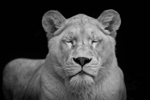 zbliżenie lwica z zamkniętymi oczami (pojęcie zwierząt w medytacji) - concentration eyes closed hope isolated zdjęcia i obrazy z banku zdjęć