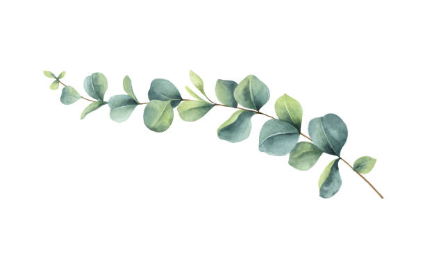 illustrations, cliparts, dessins animés et icônes de branche d’eucalyptus vert peinte à la main vectorielle à l’aquarelle. illustration florale isolée sur le fond blanc. - objet ou sujet détouré illustrations