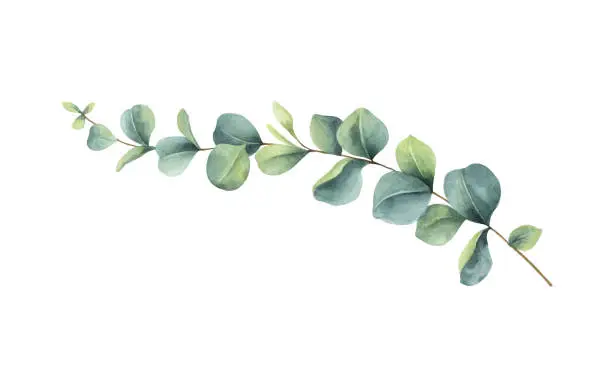 Vector illustration of Watercolor vector vector hand painted green eucalyptus branch. Floral illustration isolated on white background.