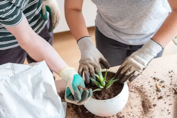 Multi-ethnic, millennial couple transplanting a howarthia houseplant into a flower pot at home.  Vancouver, British Columbia, Canada.