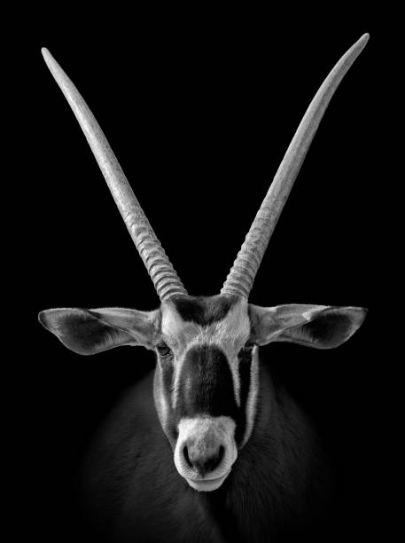 Portrait of an African oryx Black and white portrait of an African oryx with long horns looking into camera. gemsbok photos stock pictures, royalty-free photos & images