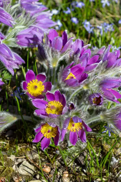 common pasque flower (Pulsatilla vulgaris) selective focus