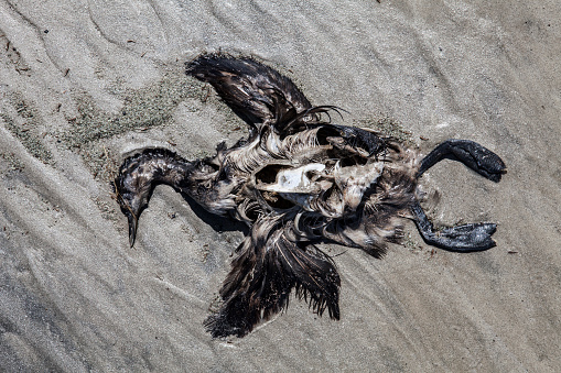 Close-up from a preserved bird in the salty ground at the Great Salt Lake near Salt Lake City, Utah.