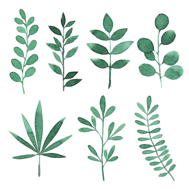 акварель зеленые ветви с листьями - акварельная живопись иллюстрации stock illustrations
