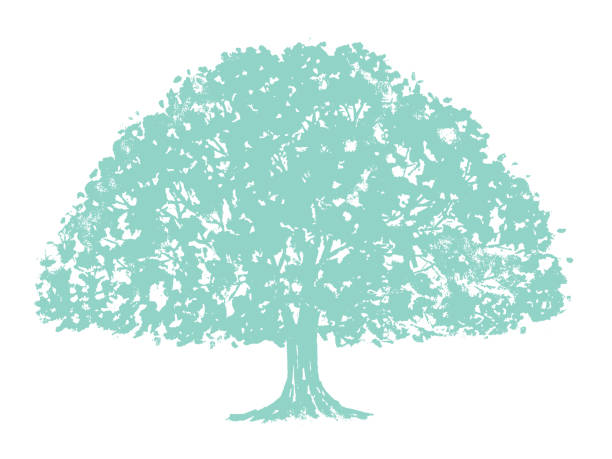 ilustrações, clipart, desenhos animados e ícones de ilustração vetorial da árvore. - saman tree