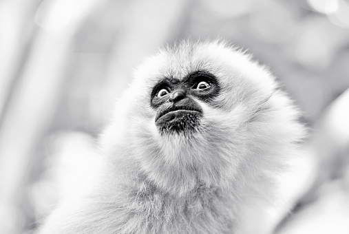 Black and white portrait of a white gibbon.