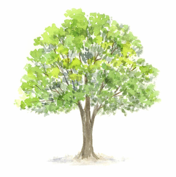 ilustraciones, imágenes clip art, dibujos animados e iconos de stock de ilustración acuarela del árbol. - summer solitary tree environment spring