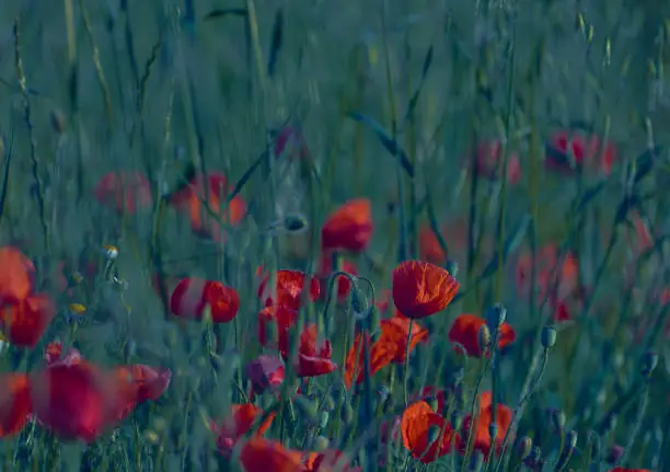 Beautiful scene with poppy flowers in the field at sunrise.