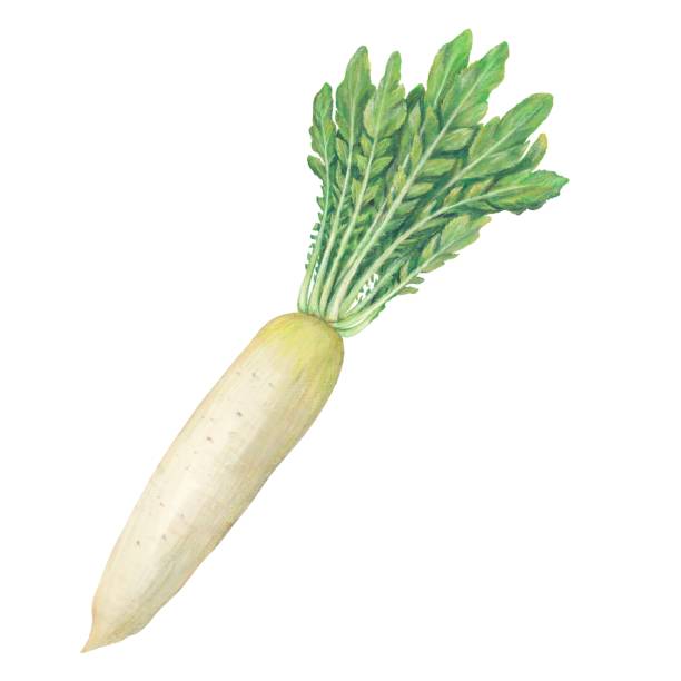 大根 - radish white background vegetable leaf点のイラスト素材／クリップアート素材／マンガ素材／アイコン素材