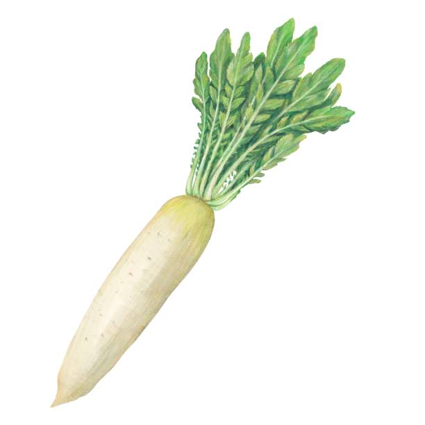 무 - radish white background vegetable leaf stock illustrations