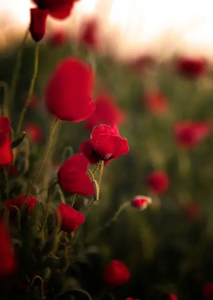 Beautiful close up with poppy flowers in the field at sunrise.
