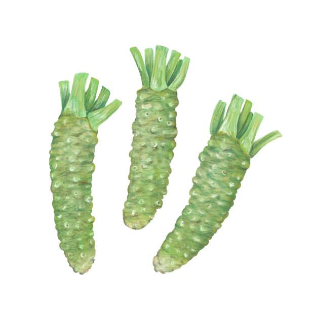 wasabi - wasabi stock illustrations