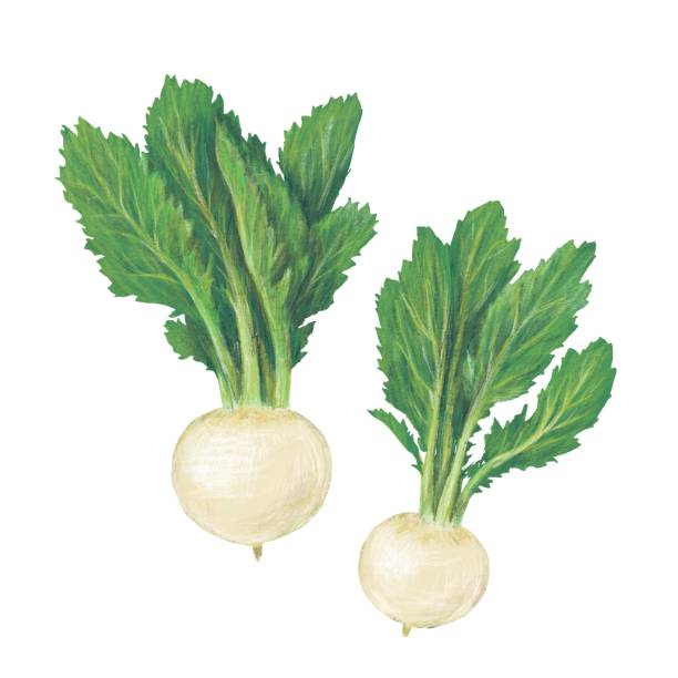 순 무 - radish white background vegetable leaf stock illustrations