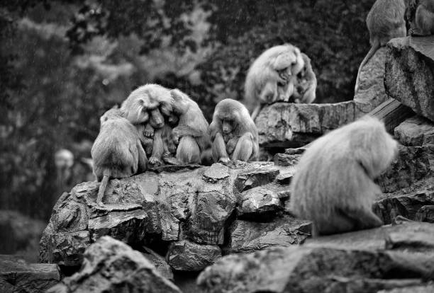 A small troupe of rhesus monkeys.