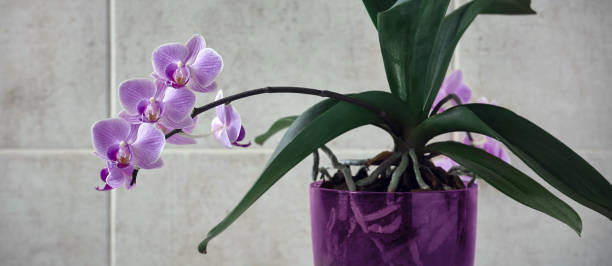 istock pink orchid in a pot on the table 1222730219