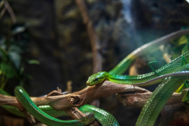istock Poisonous green snake wrapped around branch 1222730930